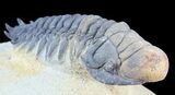 Crotalocephalina Trilobite - Foum Zguid, Morocco #49918-2